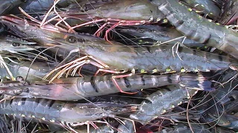 Bagda shrimp got GI certificate