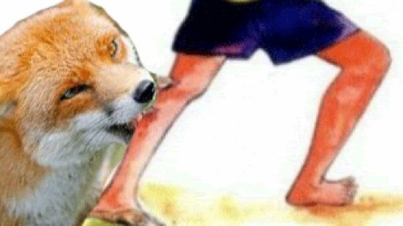 সুনামগঞ্জে পাগলা শিয়ালের কামড়ে আহত ৭